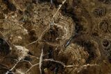 Polished Fossil Stromatolite Colony - Utah #365942-1